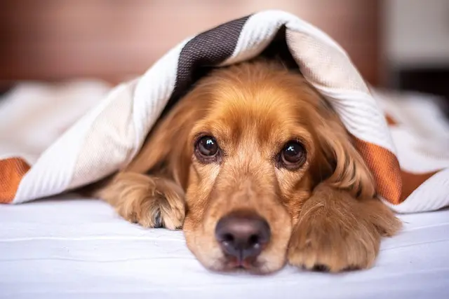 10 Essential Tips for Creating a Pet-Friendly Home Office