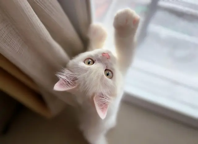 Top 5 Pet-Friendly Cities in the UK