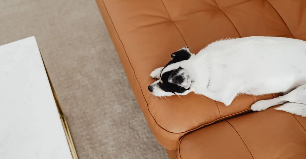 How to Choose the Best Pet-Friendly Furniture