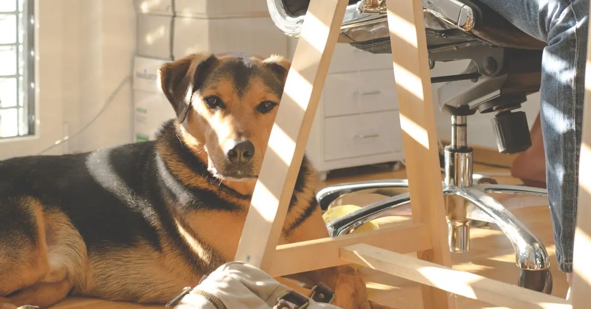 Essential Tips for Creating a Pet-Friendly Home Office