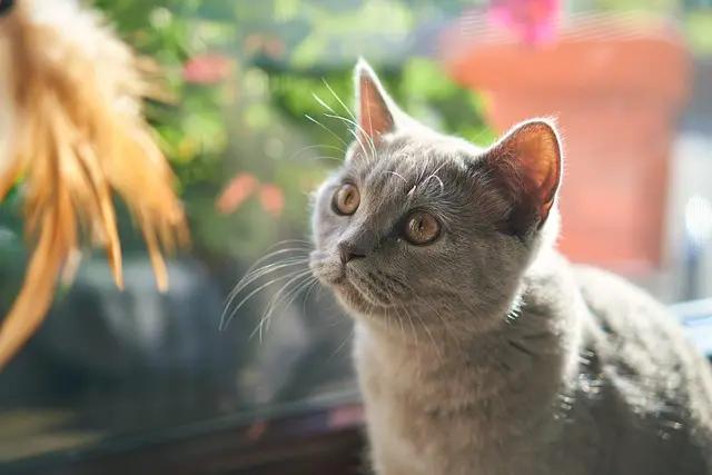 10 Essential Tips for Choosing Pet-Friendly Plants