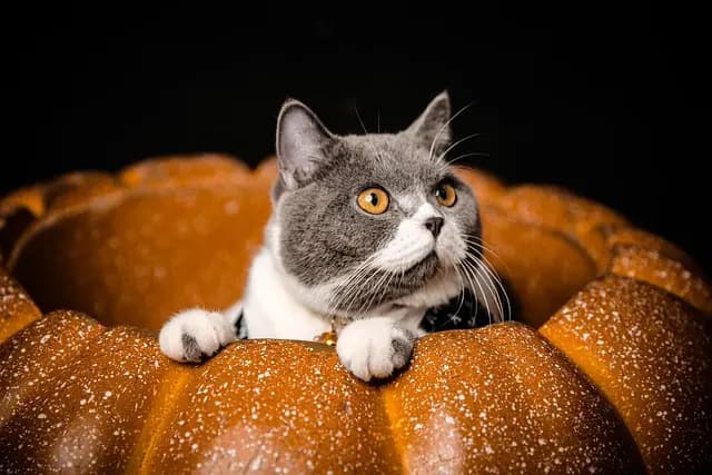 Top Tips for Creating a Pet-Friendly Holiday Home
