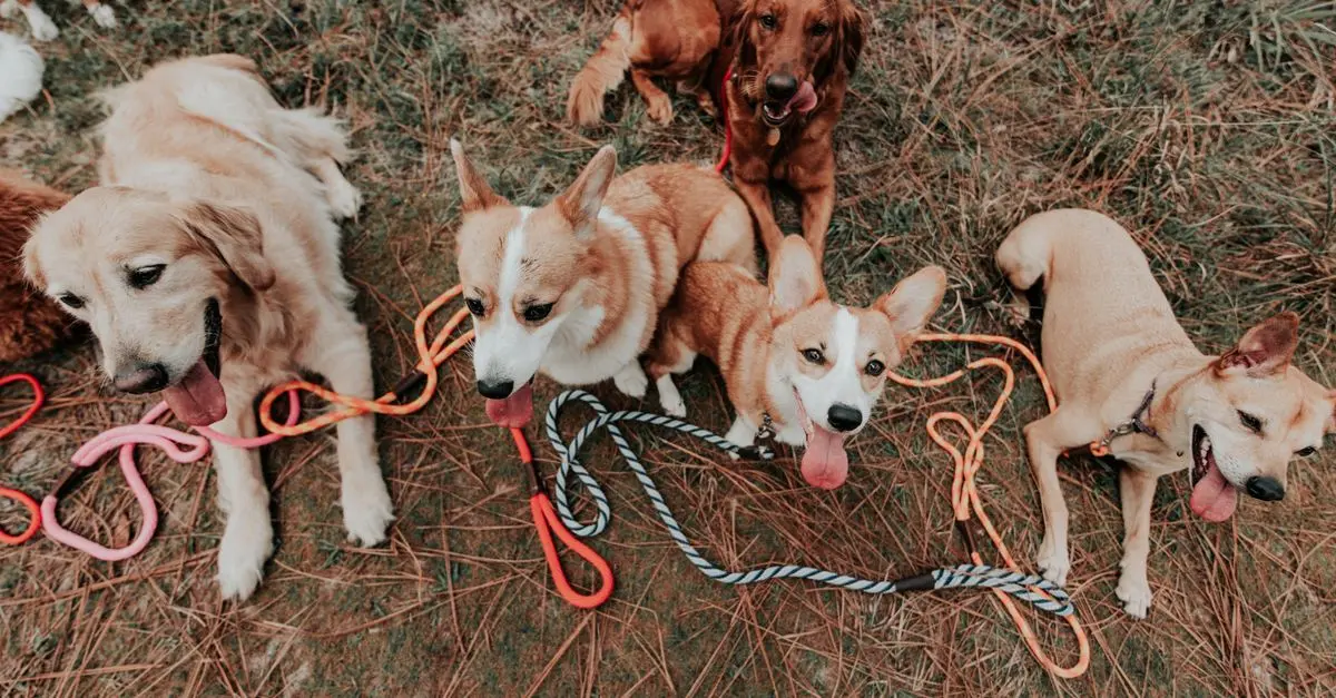 Understanding Pet Body Language