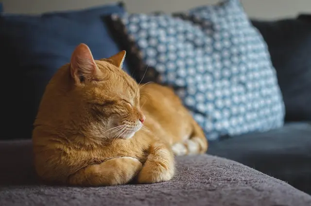 10 Essential Tips for Creating a Pet-Friendly Home Office