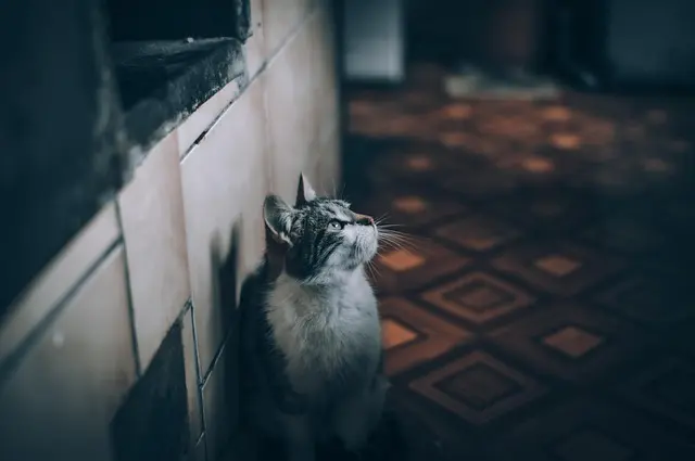 10 Easy Tips for Making Your Home More Pet Friendly