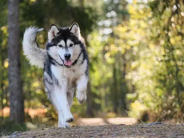 How to Choose the Best Pet-Friendly Plants for Your Home