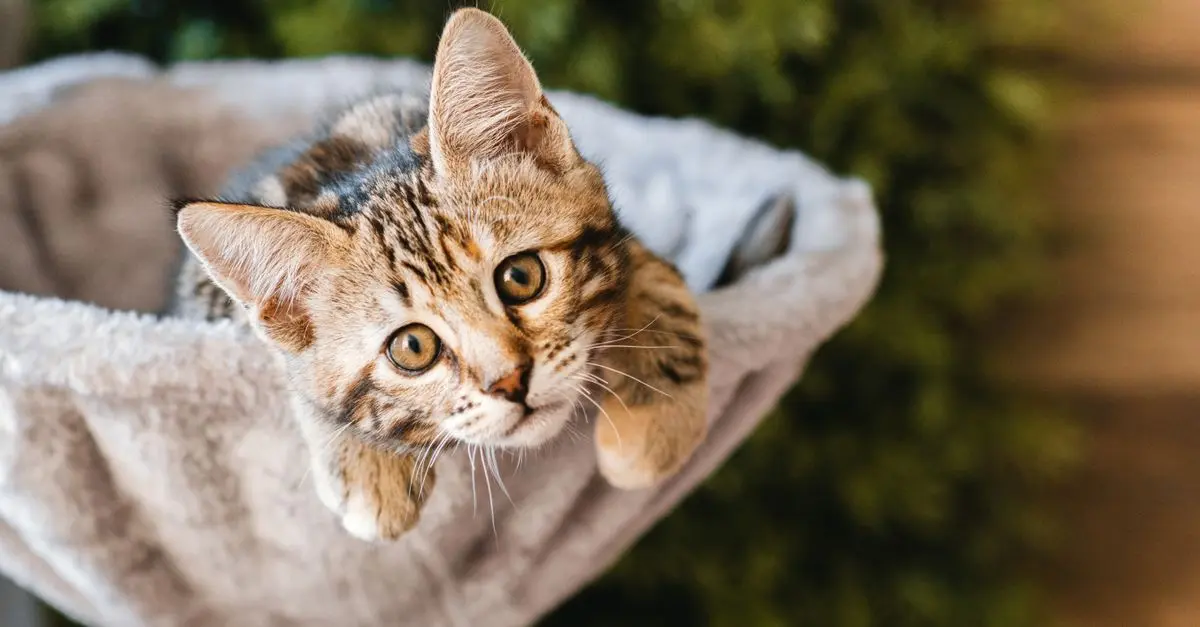 How to Create a Safe Pet-Friendly Garden