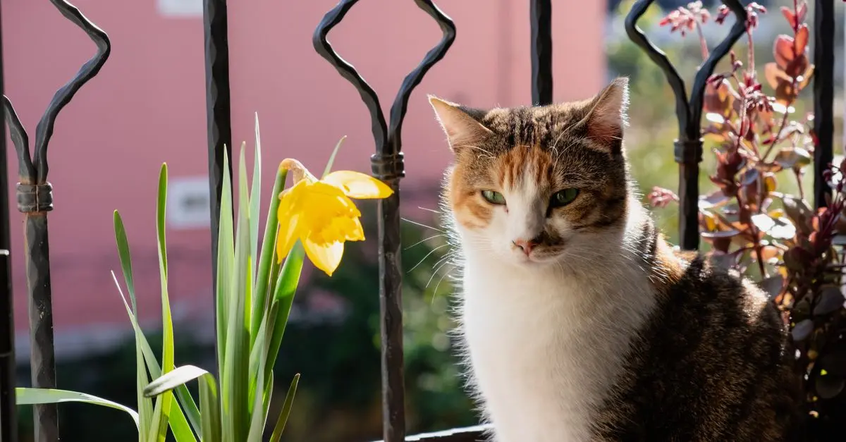 Top 10 Tips for Creating a Pet-Safe Garden