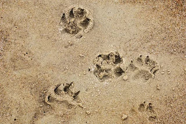 10 Essential Tips for a Pet-Friendly Holiday Home
