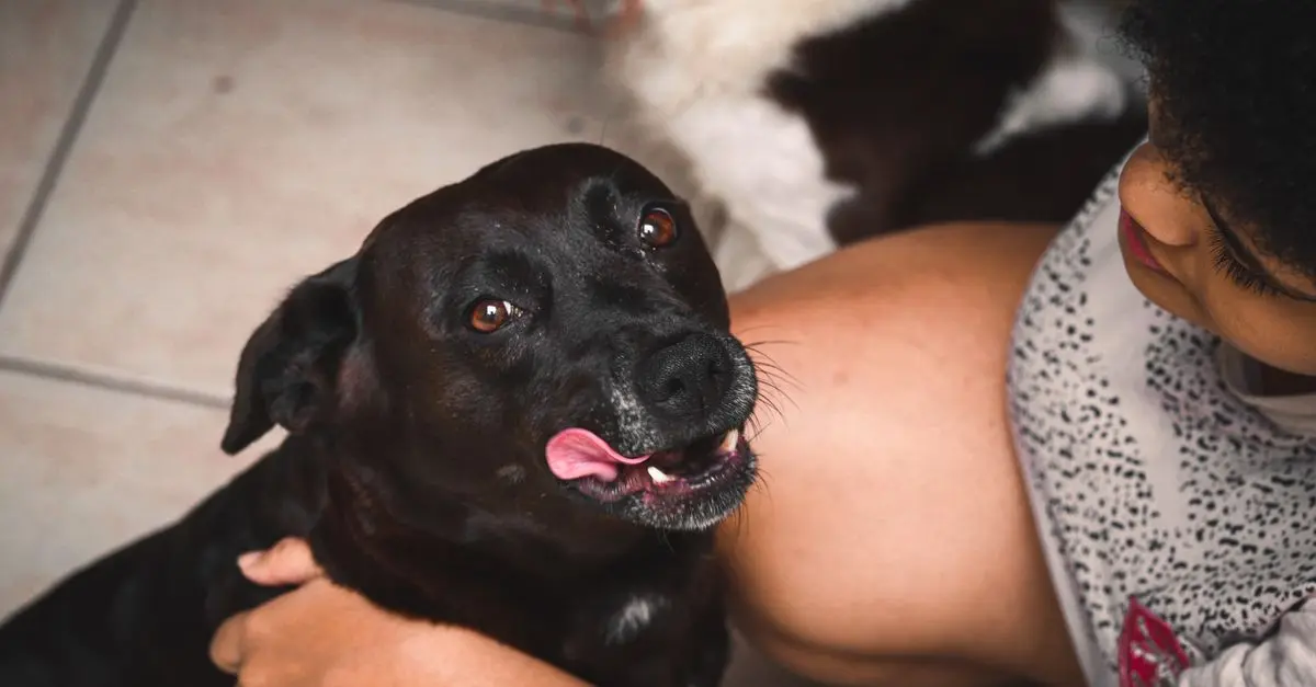 Essential Tips for Dog-Friendly Home Decor