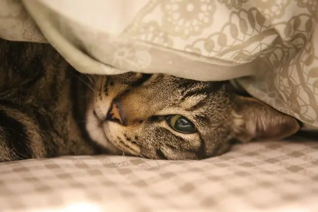 How to Prepare Your Home for a New Pet: Essential Tips