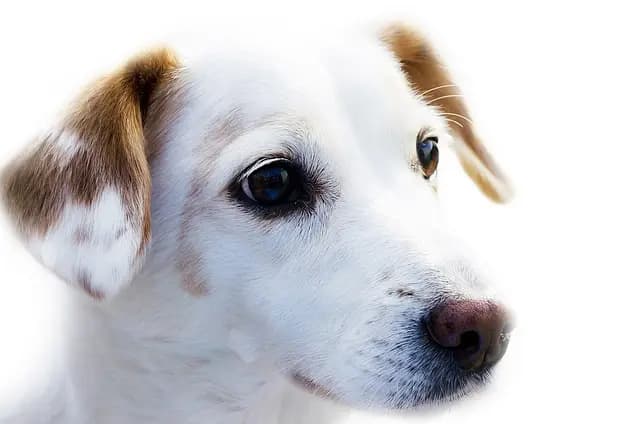 10 Essential Tips for Pet-Friendly Winter Care