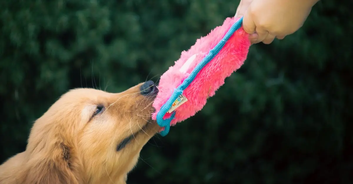 DIY Pet Toys: Affordable and Fun Projects