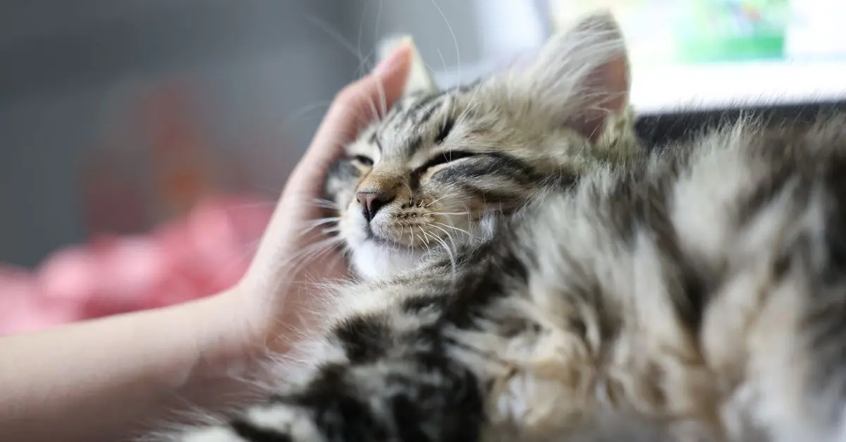 10 Tips for a Safe Pet-Friendly Outdoor Space