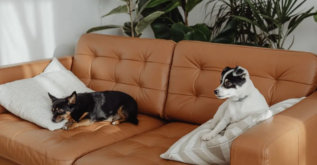 Top 10 Tips for Choosing Pet-Friendly Furniture