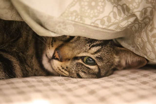Top Tips for Creating a Pet-Friendly Workspace