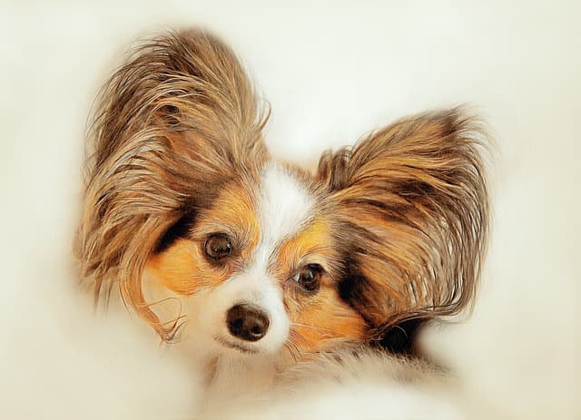 10 Tips for Creating a Pet-Friendly Outdoor Oasis