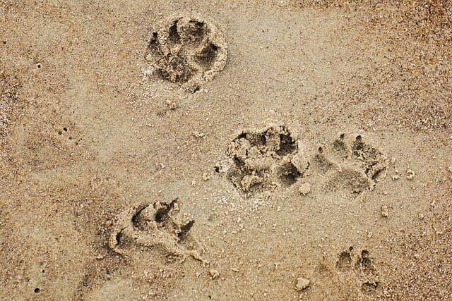 10 Essential Tips for Planning a Pet-Friendly Holiday