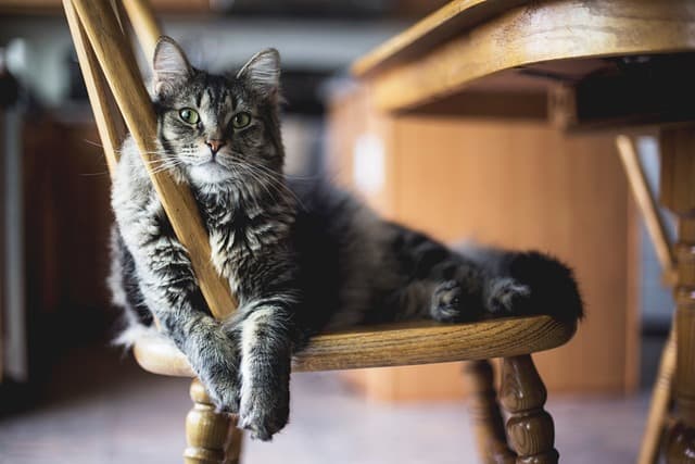 Essential Tips for Keeping Your Home Pet-Friendly