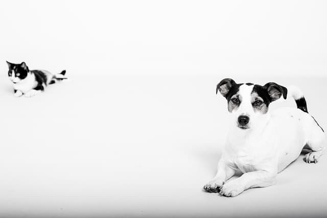 10 Essential Tips for Introducing a New Pet to Your Home