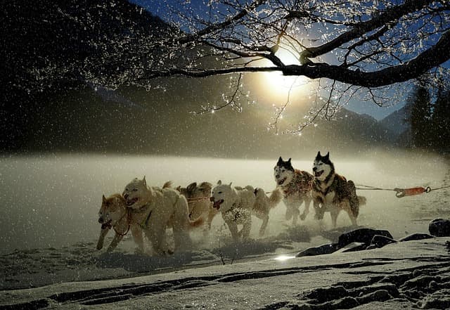 Top 10 Tips for Pet-Friendly Winter Care