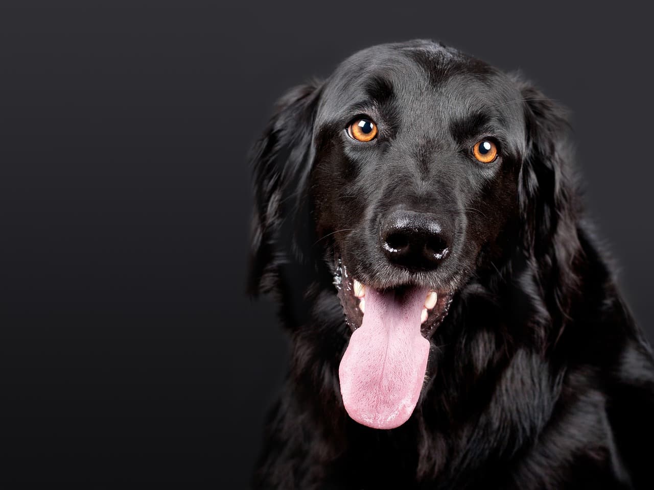 10 Tips for Creating a Safe and Happy Pet-Friendly Home