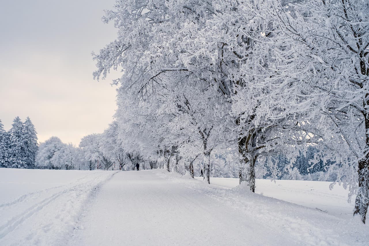 Essential Tips for Pet-Friendly Winter Care