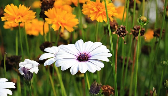 Creating a Pet-Friendly Garden: Essential Tips