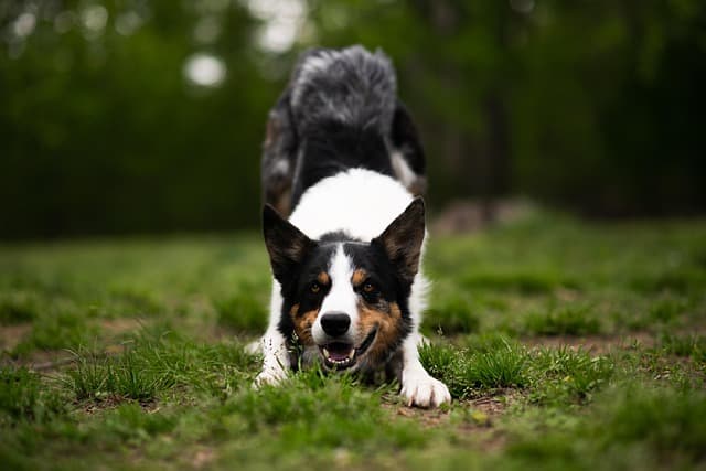 How to Create a Safe and Fun Pet-Friendly Garden
