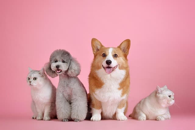 5 Essential Tips for Creating a Safe Pet-Friendly Garden