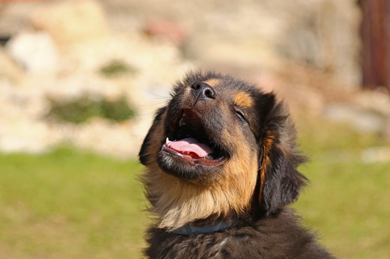 10 Essential Tips for Hosting a Pet-Friendly Gathering