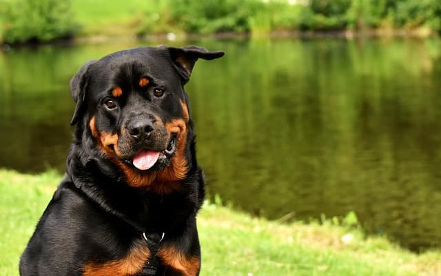 Essential Tips for Creating a Pet-Friendly Bathroom