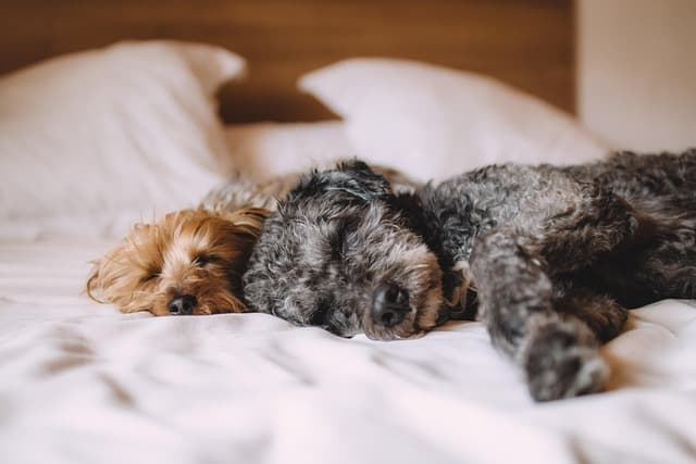 How to Create a Pet-Friendly Workspace at Home