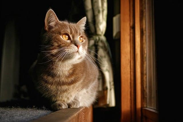 Essential Tips for Pet-Friendly Home Safety