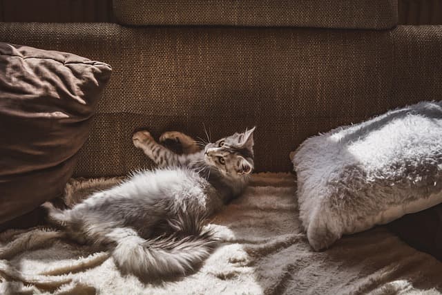 10 Essential Tips for Creating a Safe Pet-Friendly Home