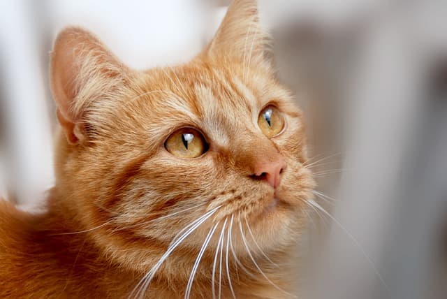 10 Essential Tips for Creating a Safe Pet-Friendly Garden