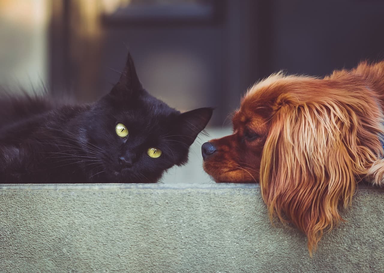 Top 10 Tips for a Stress-Free Pet Move