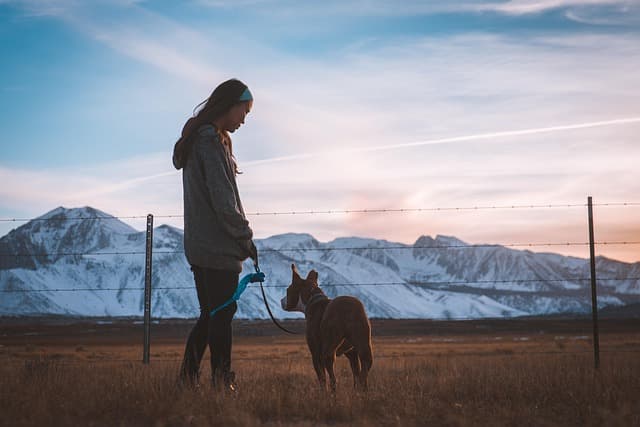 10 Essential Tips for Pet-Friendly Travel with Your Pet