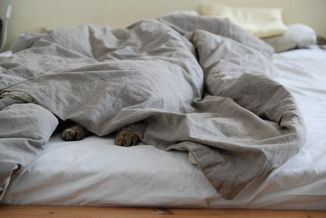10 Tips for Choosing the Right Pet-Friendly Bed