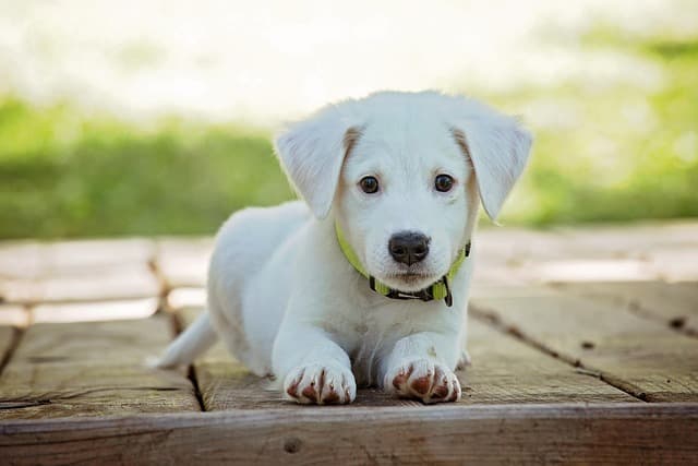 10 Essential Tips for Maintaining a Clean Pet-Friendly Home