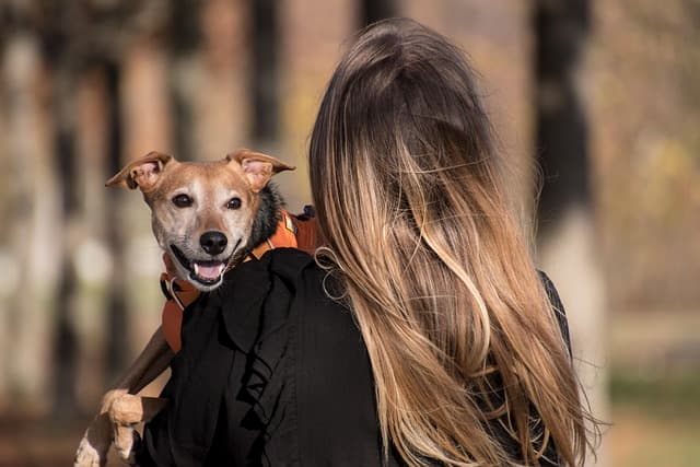 10 Essential Tips for a Pet-Friendly Holiday
