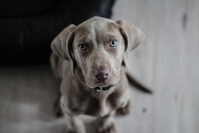 How to Plan a Pet-Friendly Holiday