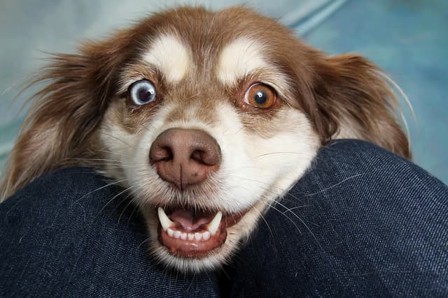10 Essential Tips for a Pet-Friendly Outdoor Space