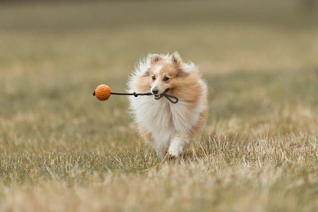 10 Tips for Making Your Garden Pet-Friendly