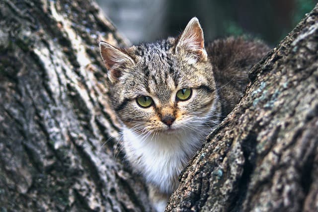 Winter Care Tips for Dogs and Cats