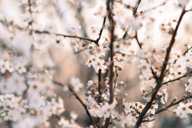 9 Essential Tips for Keeping Your Garden Pet-Friendly